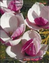 Magnolias Iolanthe
