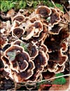 Maitake's mycelia in January
