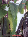  Passiflora Sayonara  