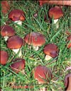The Royal mushroom  Agaricus black