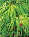   
    Acer Palmatum Japonicum Green lace