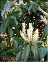 Lusitanian cherry-laurel  
Prunus laurocerasus L.