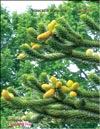 Monkey puzzle tree 
 Araucaria araucana