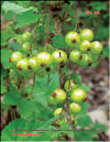 Black currants  
Ribes nigrum L.