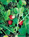 Wild strawberries  
Fragaria vesca L.