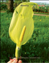Arum lily 
 Lysichiton camtschatcensis