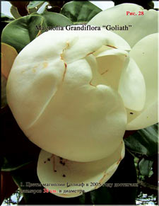 Magnolia Goliath