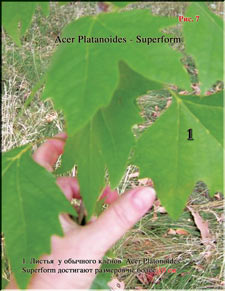 Acer Platanoides ()