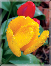 Источник Жизни» Тюльпаны, распускающиеся в начале апреля на открытом грунте