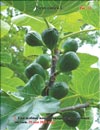 Фиговое дерево Ficuscarica L.