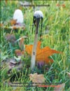 Аспарагусовый гриб – Asparagus mushroom