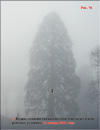 Секвойя – Sequoia Sempervirens
