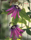 Пассифлора – Passiflora Amethystina
