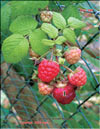 Красная малина – Rubus daeus