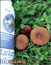 Королевский гриб (чёрный шампиньон) – Agaricus Black