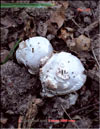Шишковый гриб – Amanita Strobiliformis