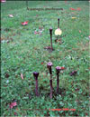 Аспарагусовый гриб – Asparagus mushrooom