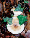 Устричный гриб