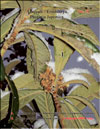    Photinia Japonica