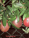  Passiflora Sayonara