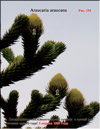 Обезьянье дерево – Araucaria araucana