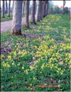 Первоцвет весенний – Primula veris L.