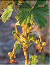 Смородина красная – Ribes vulgares Lam.
