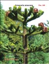 Араукария чилийская (Araucaria araucana) – Обезьянье дерево