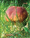 Белые грибы (Boletus edulis)