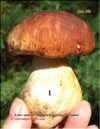 Белые грибы (Boletus edulis)