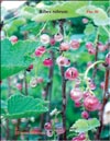 Смородина белая (Ribes rubrum)