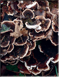 Источник Жизни» Очень редкие и чрезвычайно полезные японские грибы Майтаке – грибной Жень-Шень