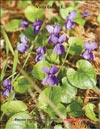  (Viola canina L.)