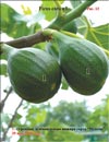 Moisson fig variety