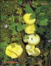 Yellow Russula (Russula claroflava)