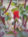 Rose buds in late November