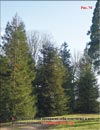   Sequoia Sempervirens