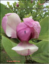 Magnolia Verbanica