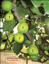 The fig tree  Ficus carica L.