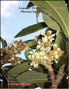 The Japanese plum  Photinia Japonica