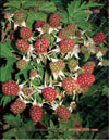   Rubus Caesius