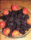 The blackberries  Rubus Caesius