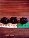 The blackberries  Rubus Caesius