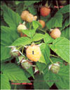 the yellow raspberry  Rubus ellipticus