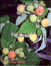 The yellow raspberry  Rubus ellipticus