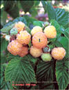 the yellow raspberry  Rubus ellipticus