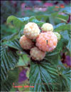    Rubus ellipticus