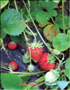 the strawberry  Fragaria ananassa