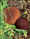 Royal mushroom or Black champignon  Agaricus Black