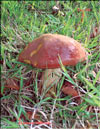 Pepper mushroom  Chalciporus piperarus